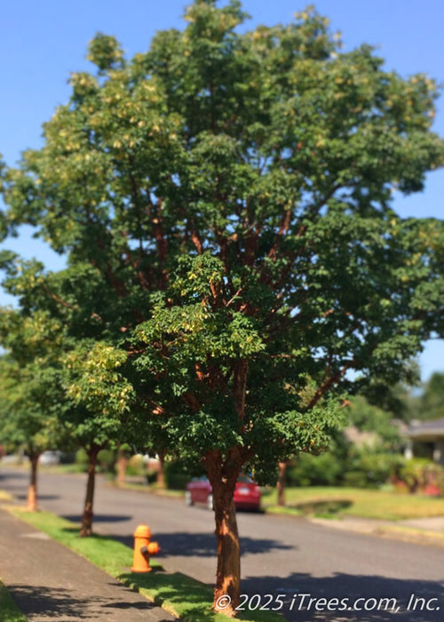A mature, single-trunk Paperbark Maple is planted along a residential parkway, it's cinnamon colored bark is contrasted by tri-folate dark green leaves.