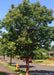 A mature, single-trunk Paperbark Maple is planted along a residential parkway, it's cinnamon colored bark is contrasted by tri-folate dark green leaves.