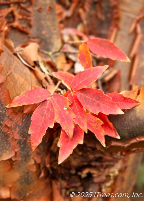 Closeup of cinnamon colored, peeling bark, and bold red-orange fall leaves.