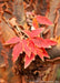 Closeup of cinnamon colored, peeling bark, and bold red-orange fall leaves.