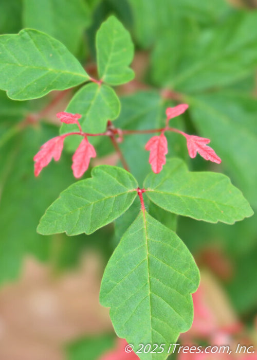 Closeup of tiny, newly emerging dark red leaves, accompanied by large, green leaves. 
