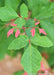 Closeup of tiny, newly emerging dark red leaves, accompanied by large, green leaves. 