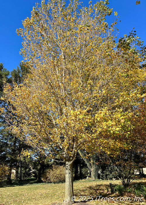 State Street Maple in autumn, with a canopy of half bare branches, and half yellow gold leaves ready to fall.