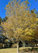 State Street Maple in autumn, with a canopy of half bare branches, and half yellow gold leaves ready to fall.