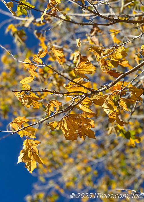 Closeup of a branch with golden yellow leaves hanging on with a blue sky in the background.