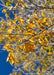 Closeup of a branch with golden yellow leaves hanging on with a blue sky in the background.