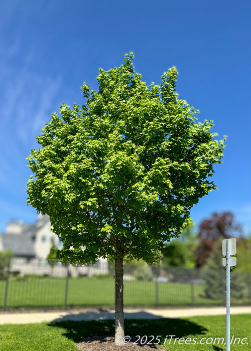 State Street Maple on the parkway with green leaves.