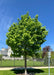 State Street Maple on the parkway with green leaves.