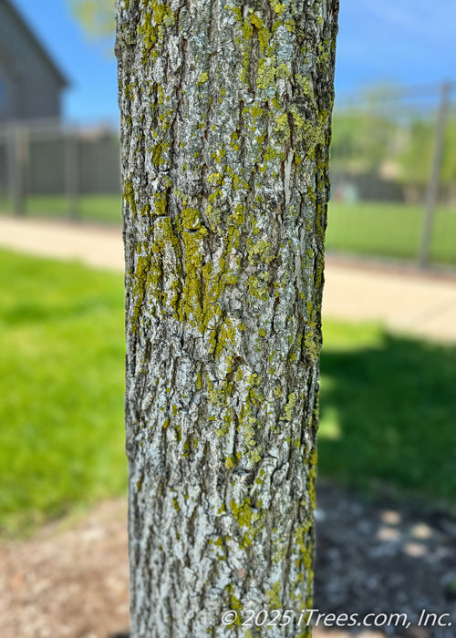 Closeup of rough, furrowed bark with lichen, an attractive feature of the State Street Maple.