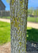 Closeup of rough, furrowed bark with lichen, an attractive feature of the State Street Maple.