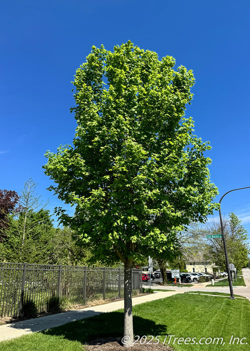 State Street Maple with green leaves planted on a suburban parkway.