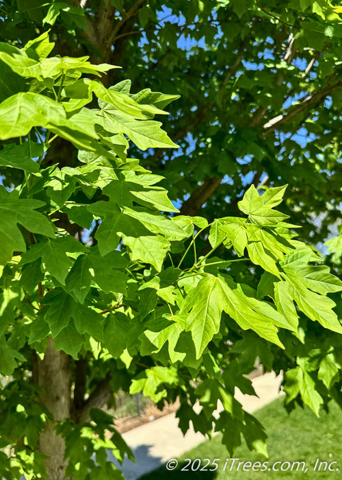 Closeup of shiny bright green leaves.