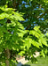 Closeup of shiny bright green leaves.