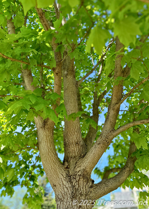 Closeup of underside of State Street Maple's canopy, and upper trunk and branching.