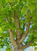 Closeup of underside of State Street Maple's canopy, and upper trunk and branching.