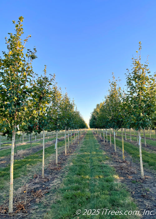 A row of State Street Maple in the nursery with green leaves, at sunset.