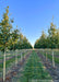 A row of State Street Maple in the nursery with green leaves, at sunset.