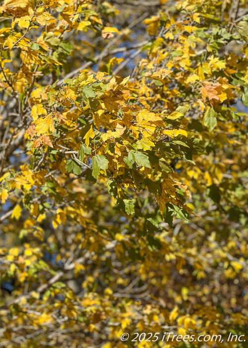 Closeup of changing fall color, a branch with leaves in shades of green to yellow-gold blowing in the wind. 