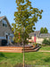 A freshly planted Deborah Norway Maple with Green leaves in summertime. 
