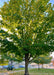 A mature Emerald Lustre Norway Maple on seen at sunset with sun filtering through the top of the tree's canopy. The tree is growing in an open courtyard near a walkway, green leaves are just beginning to turn golden yellow and fall off. 