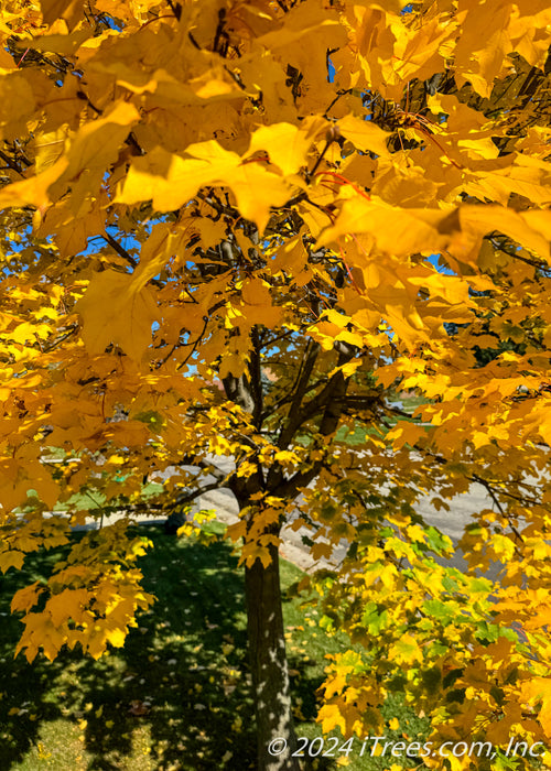 View of the tree's trunk looking down through yellow leaves.