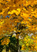 View of the tree's trunk looking down through yellow leaves.