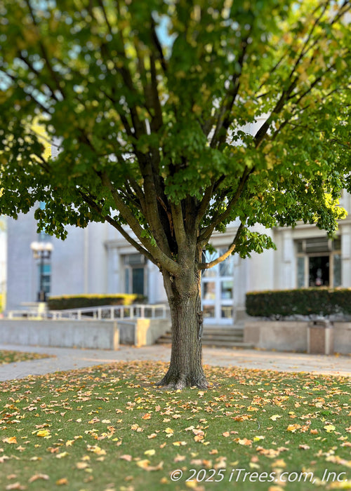 View of Emerald Lustre Norway Maple's trunk and lower branching. The tree is growing in an open area of a courtyard near a walkway and entrance. The tree has green leaves just beginning to turn golden yellow and fall. 