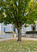 View of Emerald Lustre Norway Maple's trunk and lower branching. The tree is growing in an open area of a courtyard near a walkway and entrance. The tree has green leaves just beginning to turn golden yellow and fall. 