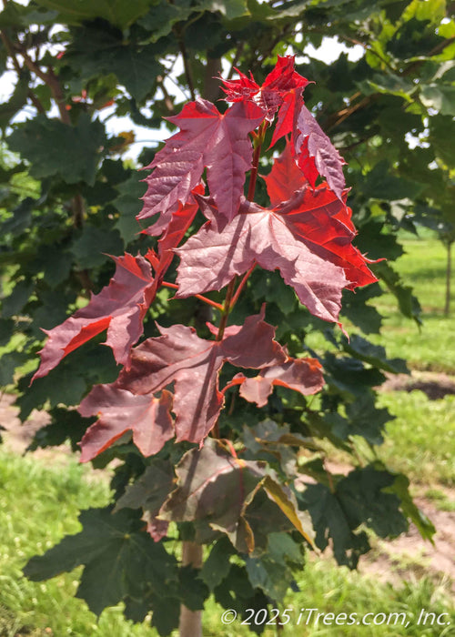 Newly emerged reddish-purple leaves join a canopy of existing green leaves. 