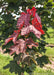 Newly emerged reddish-purple leaves join a canopy of existing green leaves. 