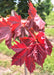 Newly emerged purple leaves.