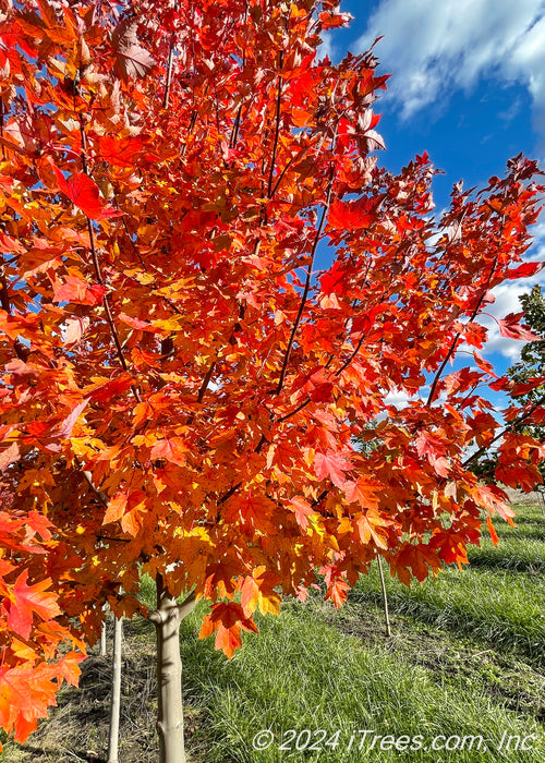 Closeup of Redpointe in the nursery during fall showing off its flaming yellow-orange to bold red fall color.