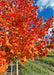 Closeup of Redpointe in the nursery during fall showing off its flaming yellow-orange to bold red fall color.