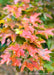 Closeup of changing fall leaves with red-orange color, and fresh rain coating them.