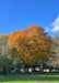 Green Mountain Sugar Maple with bright yellow fall color against a clear blue sky.