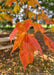Closeup of red-orange to yellow fall leaf.