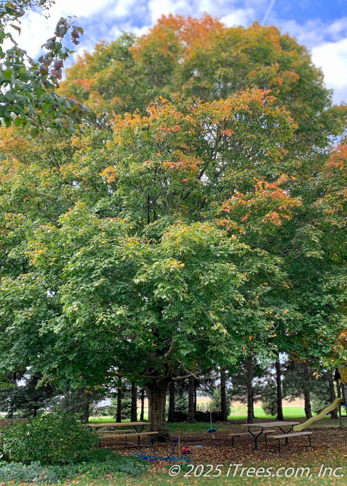 A mature Green Mountain Sugar Maple with changing fall color beginning at the top of the crown of the tree with yellow-orange colors.