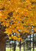 Closeup of yellow leaves on the end of a large branch.