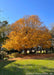 Green Mountain Sugar Maple with yellow fall color.