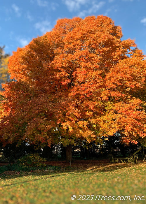 A mature Green Mountain Sugar Maple with bright yellow to orange fall color against a clear blue sky.