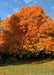 A mature Green Mountain Sugar Maple with bright yellow to orange fall color against a clear blue sky.