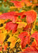 Closeup of yellow to red-orange fall leaves.