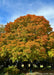 A mature Green Mountain Sugar Maple with changing fall color showing red-orange color at the crown of the tree's canopy.