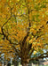 Closeup of the underside of the tree's canopy in fall showing textured trunk, branches and green to yellow leaves.