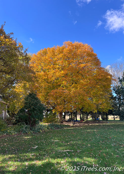 A mature large, Green Mountain Sugar Maple in fall with sunny yellowish-orange fall color.