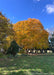 A mature large, Green Mountain Sugar Maple in fall with sunny yellowish-orange fall color.
