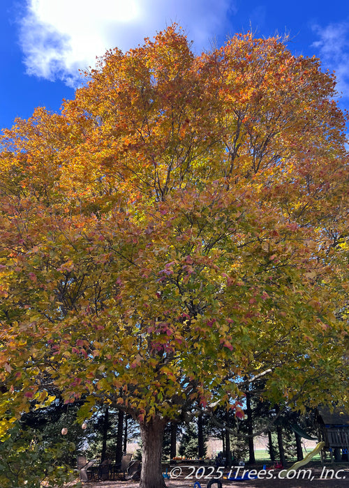 A mature large, Green Mountain Sugar Maple in fall with sunny yellowish-orange fall color.