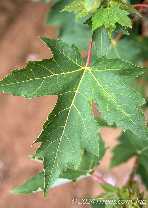 Closeup of deeply cut dark green leaf with yellow veins and red stem.