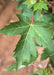 Closeup of deeply cut dark green leaf with yellow veins and red stem.