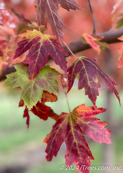 Closeup of transitioning fall color showing green, yellow, to deep red colors.